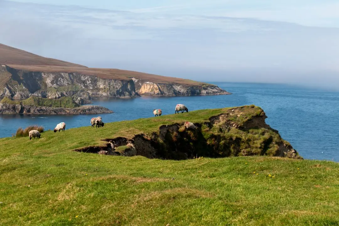 cleggan cliffs moutons broutent herbe sommet