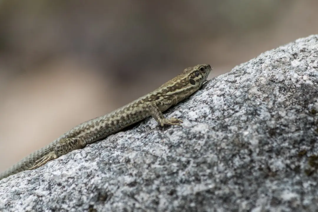 lézard rocher proche cascade bockloch