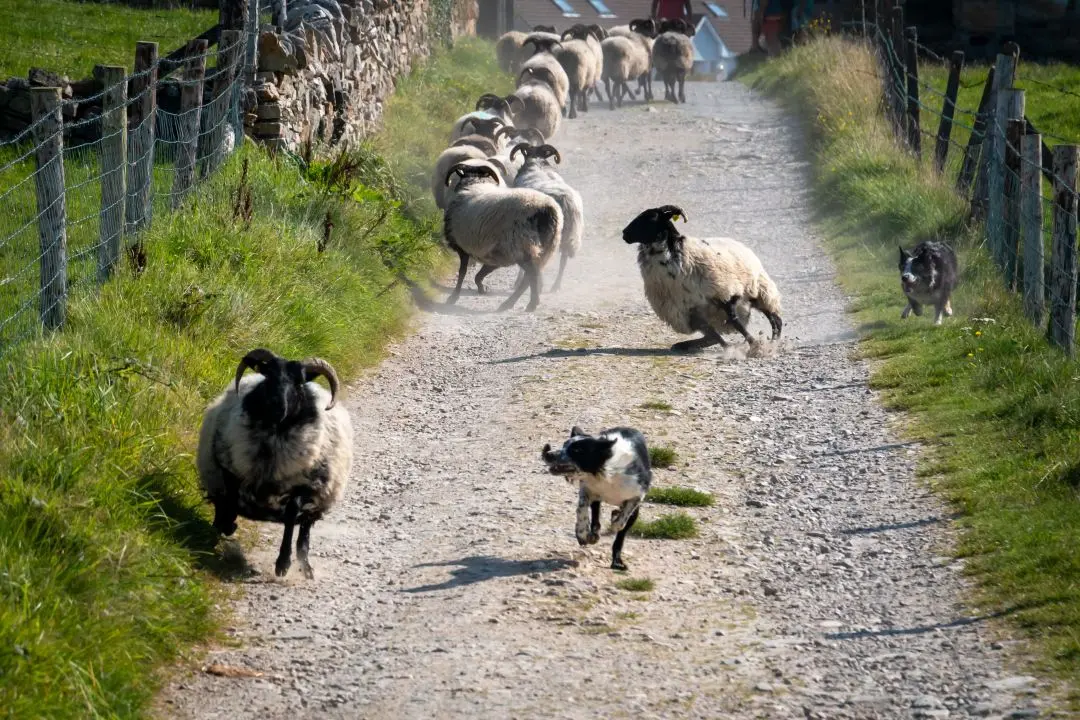 clifden castle moutons qui courent avec chiens de berger