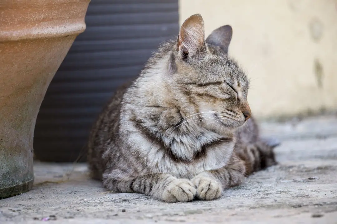 Un des chats présents au monastère