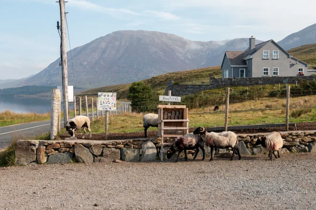 irlande moutons lac connemara