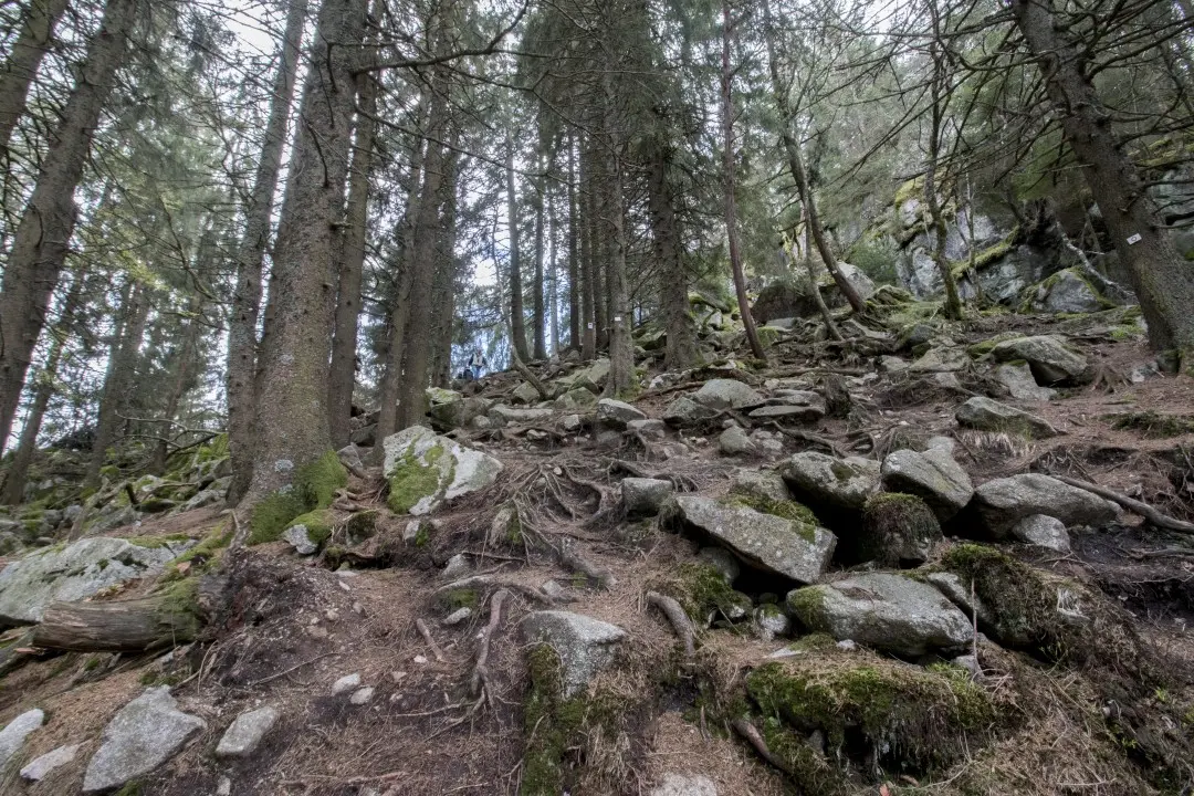 Des racines à en perdre la vue