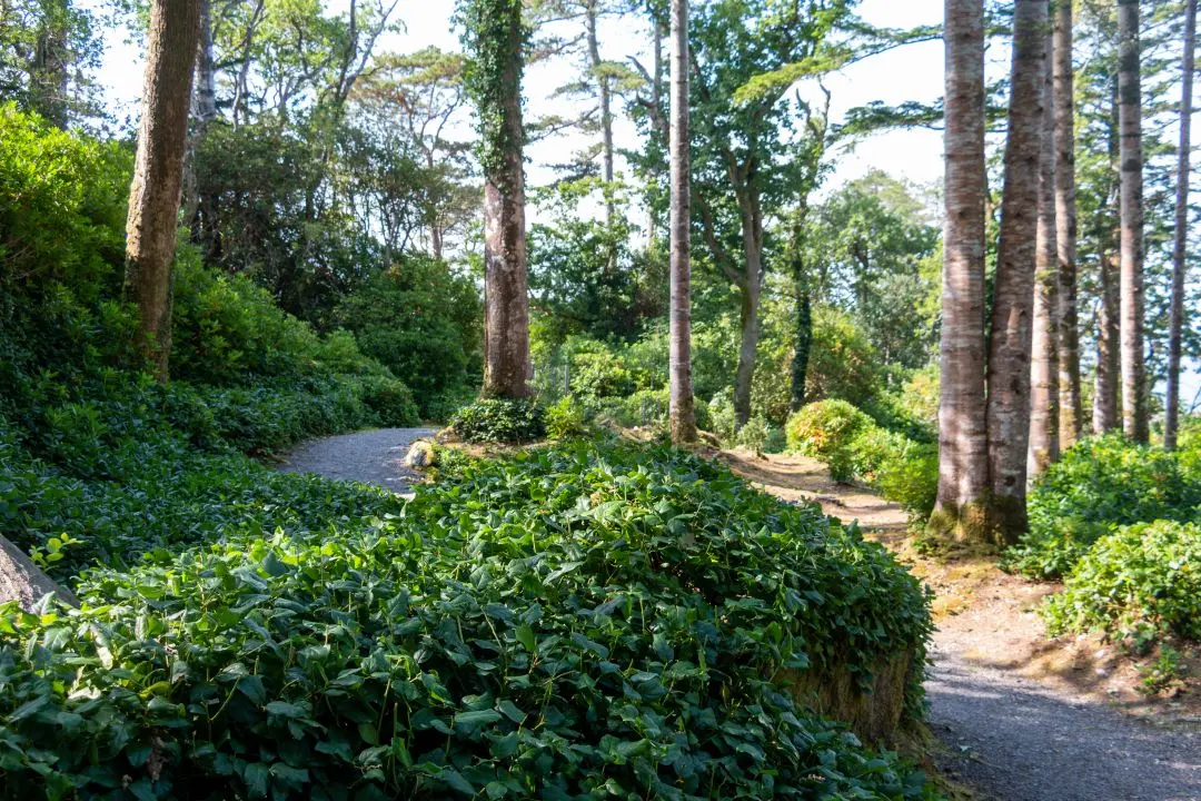 Derreen Garden sentier bucolique forêt