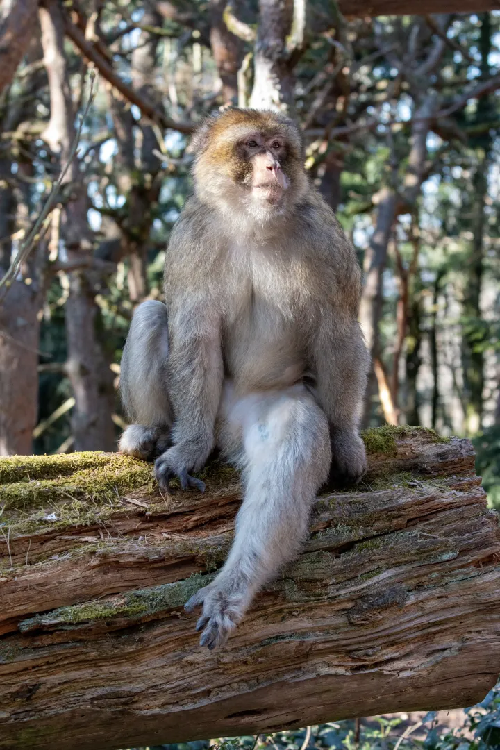 un macaque de barbarie assis sur un tronc d'arbre
