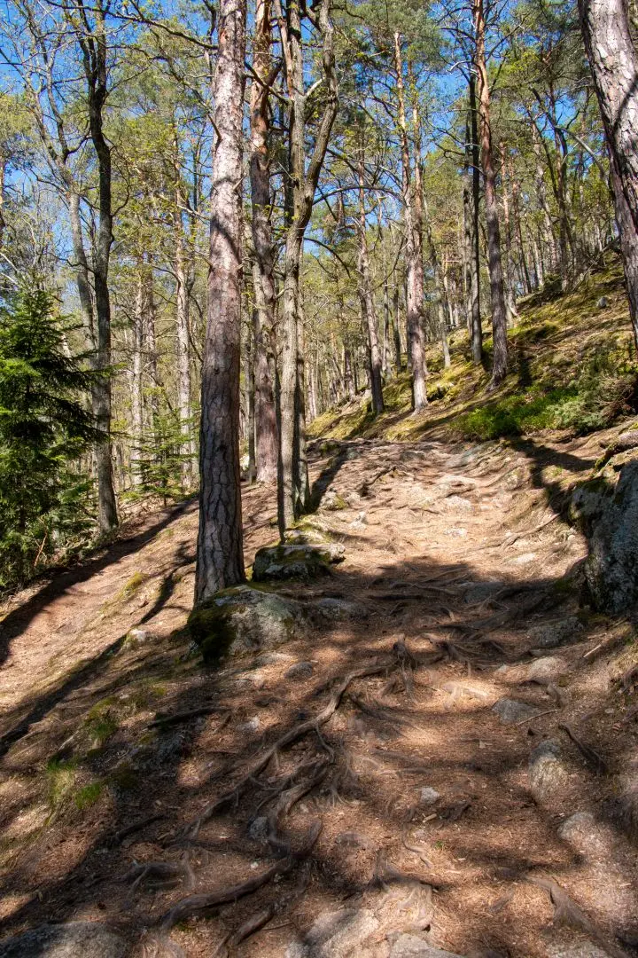 marche chemin forêt ramstein ortenbourg