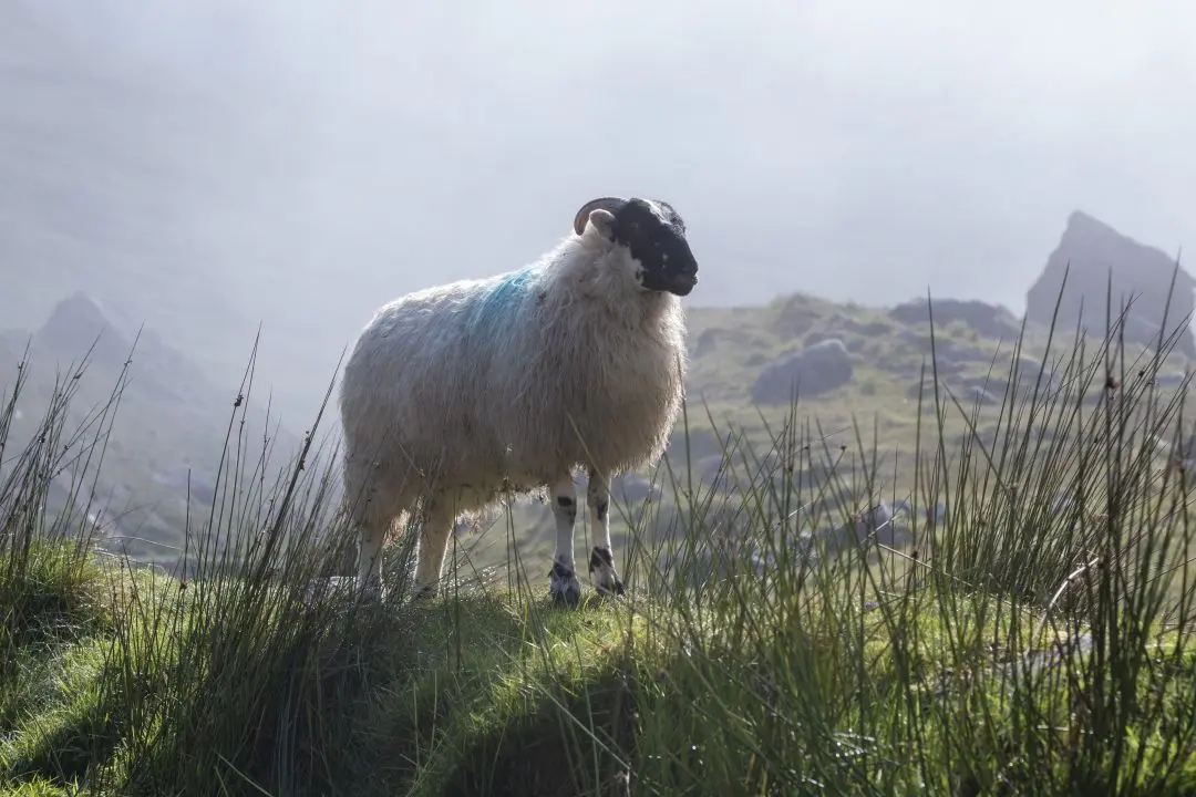 vacances irlande mouton