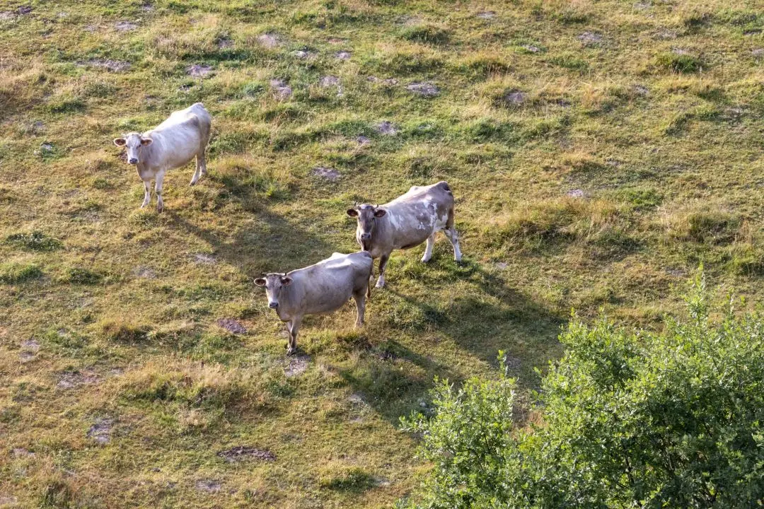 Des vaches nous observent