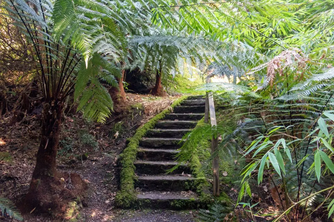 Derreen Garden escalier sous fougères