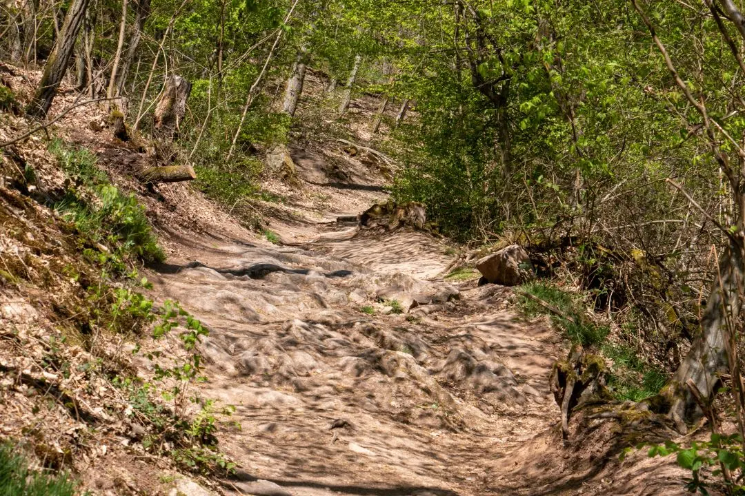 marche chemin forêt ramstein ortenbourg