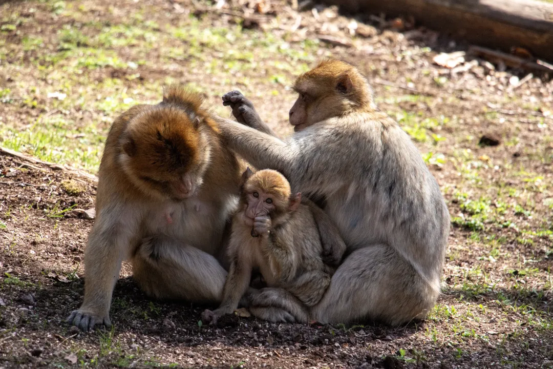 une famille de macaques de barbarie