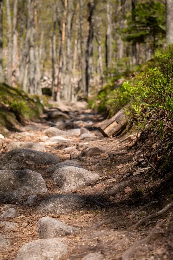 marche rochers chemin forêt ramstein ortenbourg