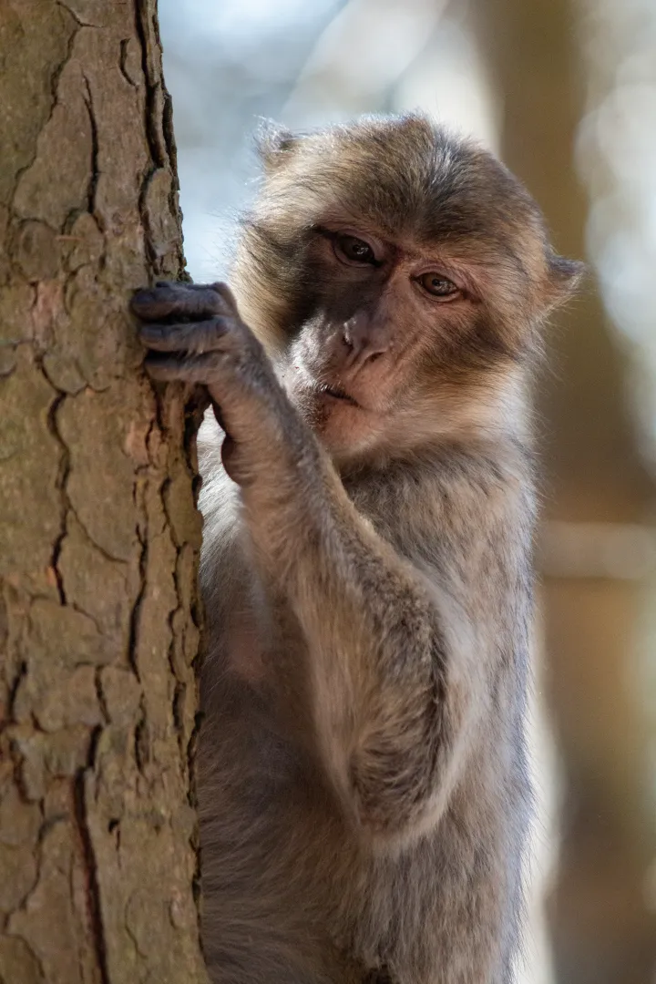 un bébé magot qui grimpe dans un arbre