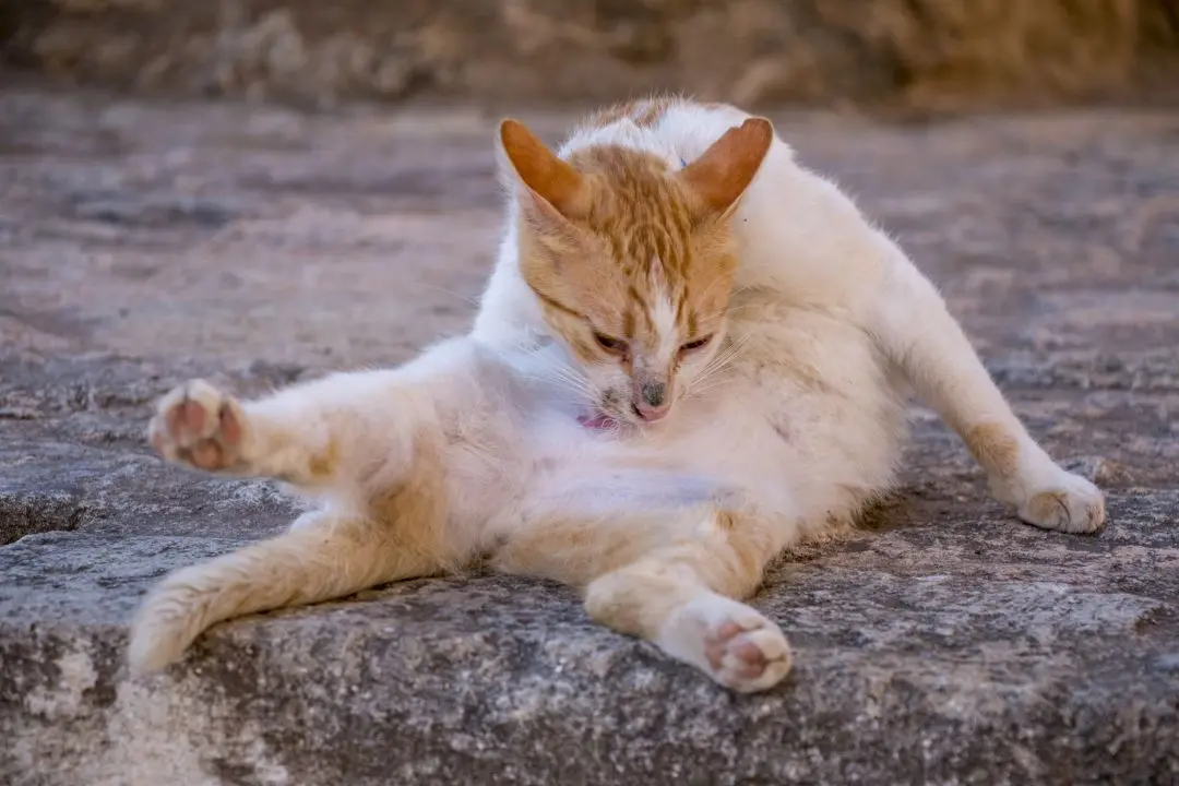 Chat roux dans la ville de Réthymnon