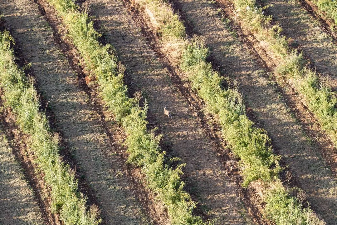 Un lièvre fuit dans un champ