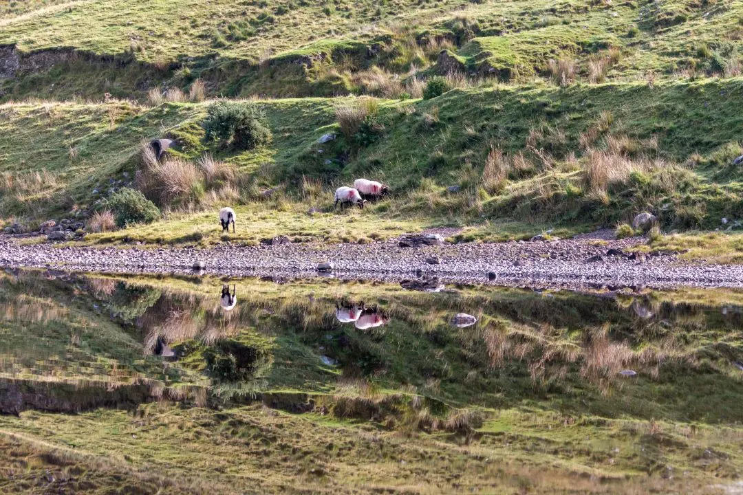 irlande moutons lac connemara reflet eau