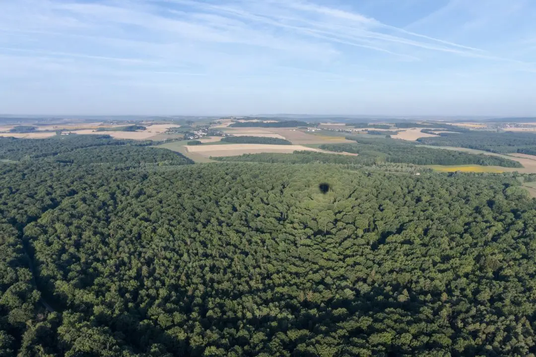 Une forêt avec l'ombre de la montgolfière