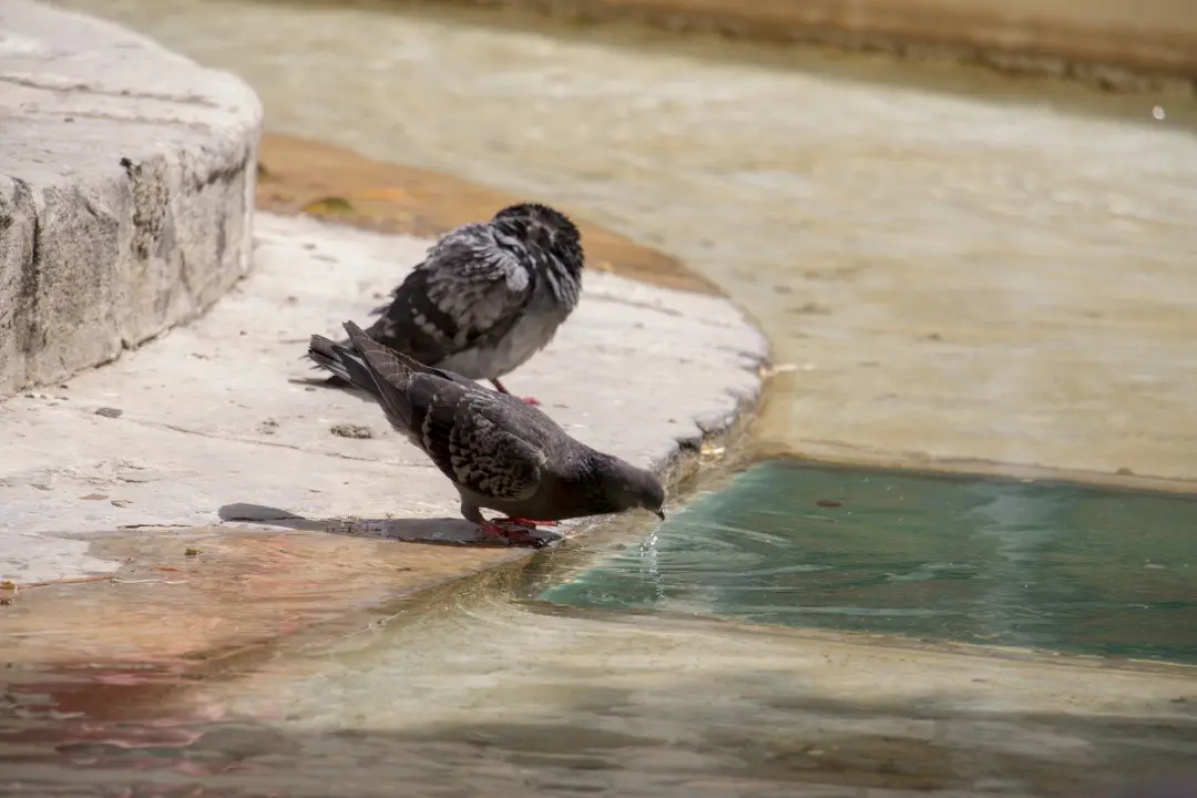 Pigeons sur la fontaine aux lions