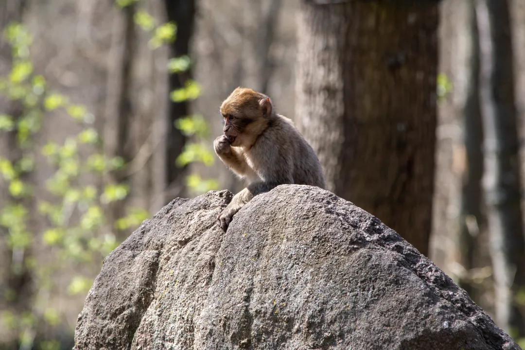 un bébé magot au sommet d'un rocher
