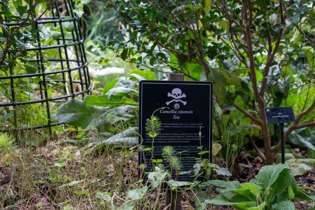 Jardin des poisons Blarney Castle