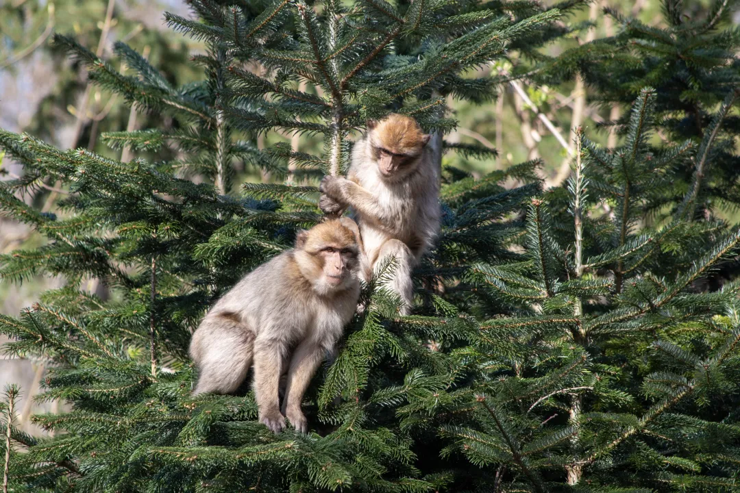 deux bébés magot dans des sapins