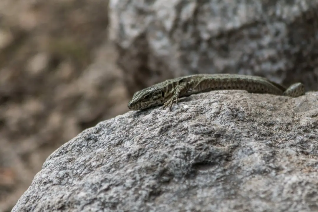 lézard rocher proche cascade bockloch