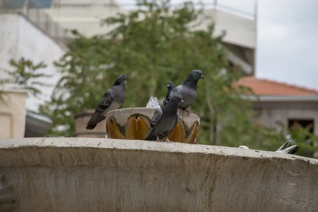 Pigeons dans la fontaine aux lions