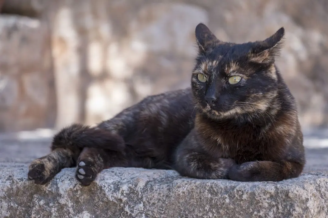 Chat noir dans la ville de Réthymnon
