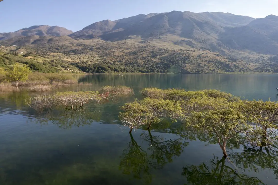 Arbres dans l'eau lac de Kournas