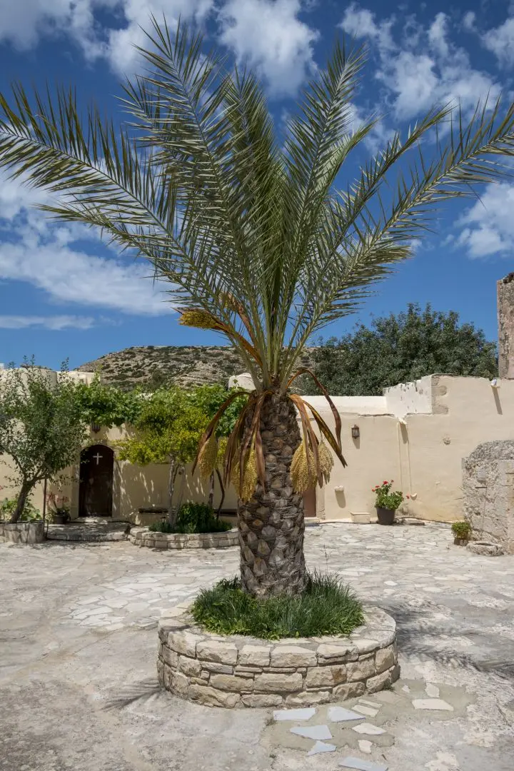 Un palmier dans la cour du monastère