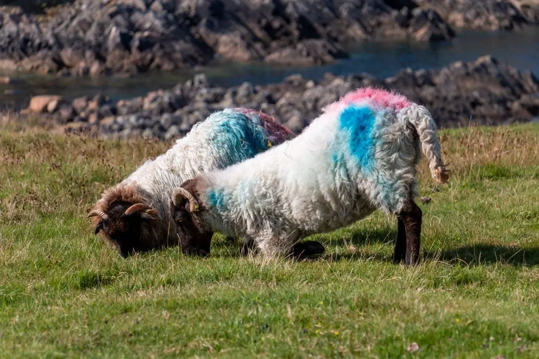 cleggan cliffs moutons broutent herbe accroupis