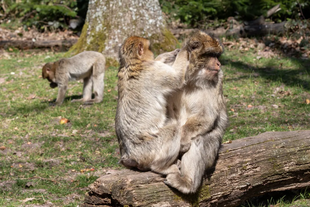 séance d'épouillage entre deux macaques de barbarie