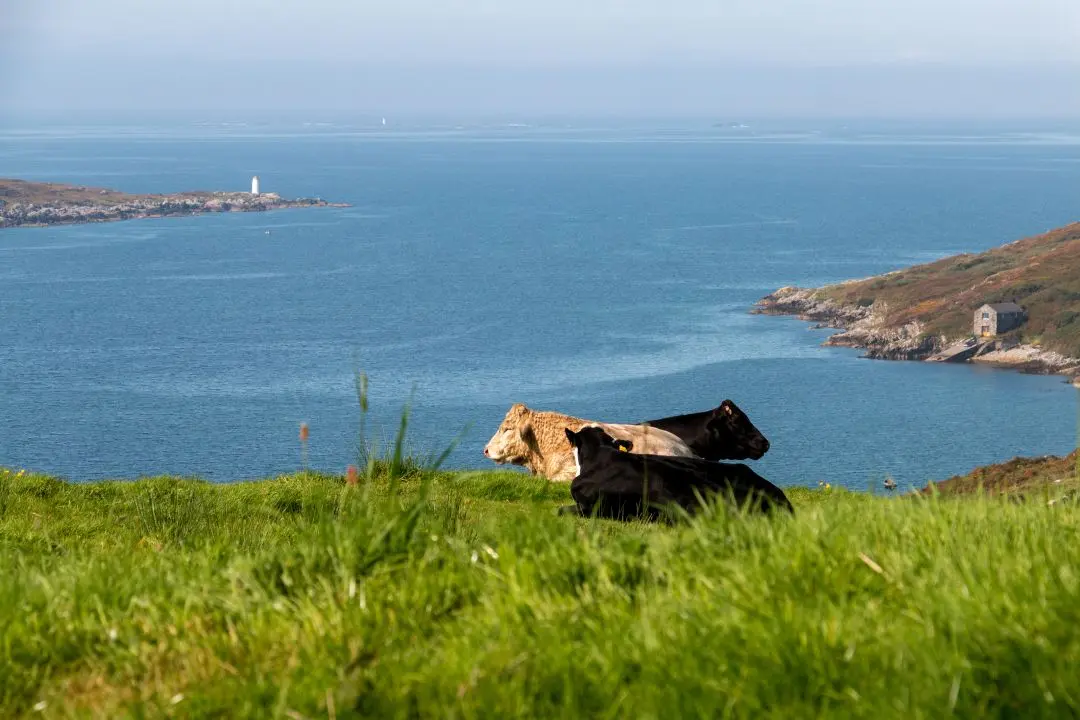 clifden bay vaches couchées herbe devant baie