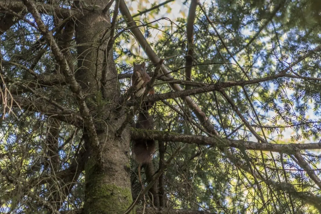 écureuil sommet arbre lac de pierre-percée