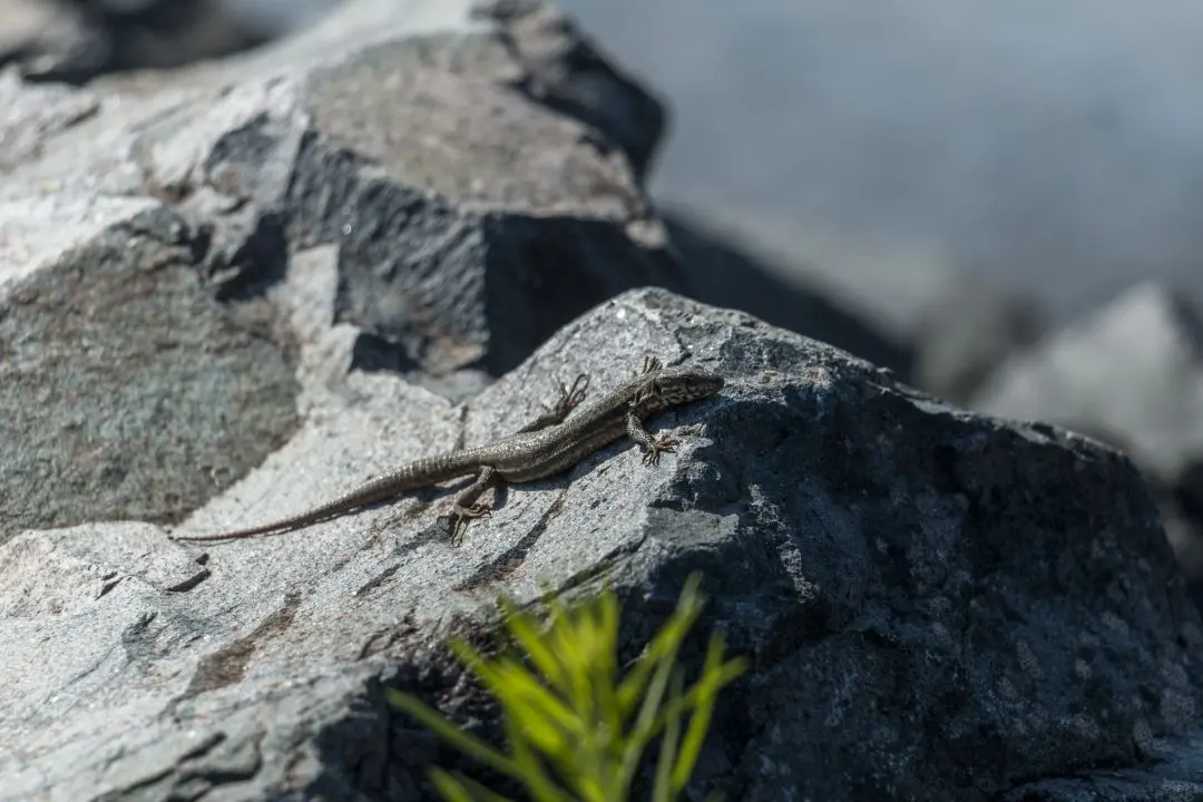 lézard roche barrage lac de pierre-percée