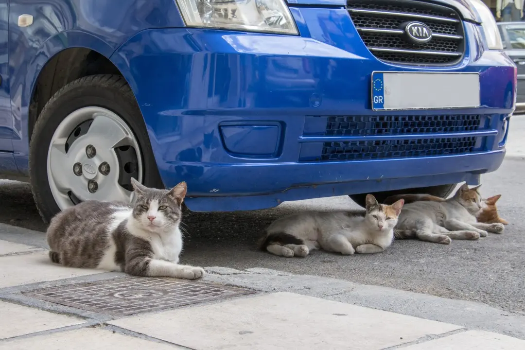 Chats sous une voiture